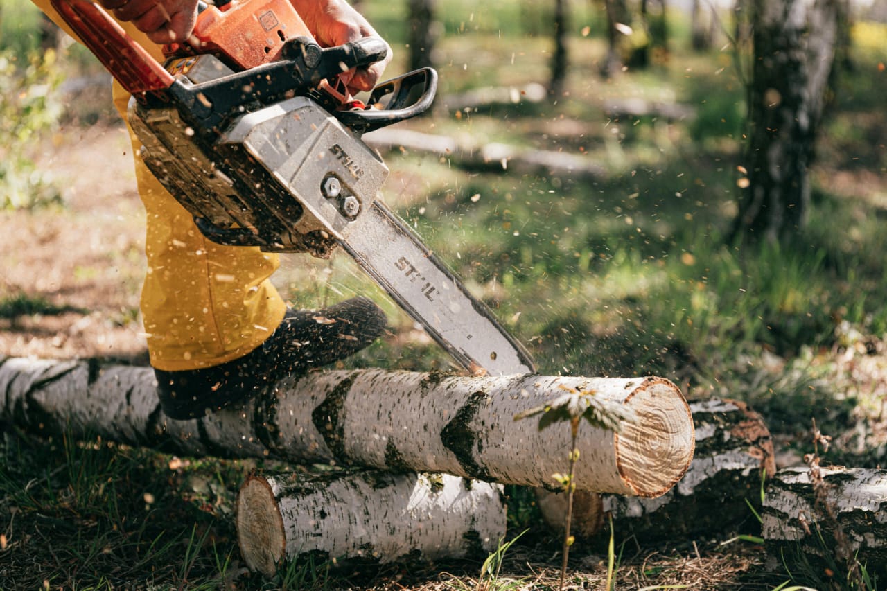 Professional tree felling